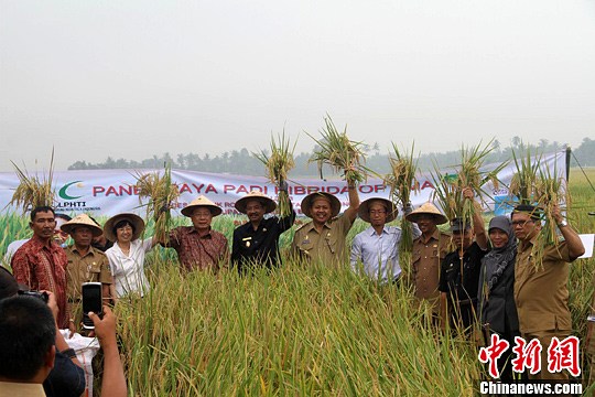 中国杂交水稻在印尼苏北试种成功