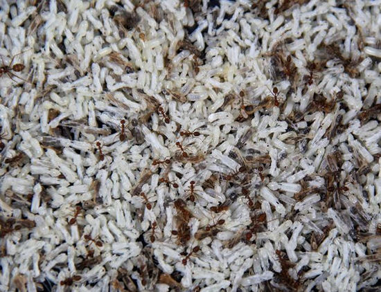 蚂蚁卵在印尼餐桌受热捧 富含蛋白质和维生素(高清组图)