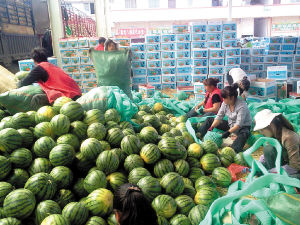 近期，在王旗营蔬菜批发市场缅甸西瓜正在大量销售。