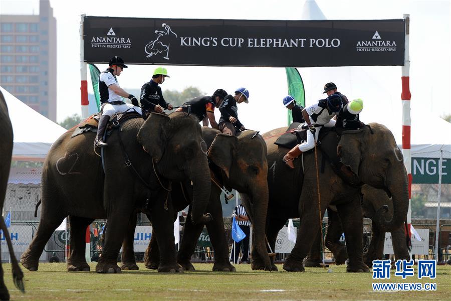（体育）（1）泰国曼谷举办第15届“国王杯”大象马球赛