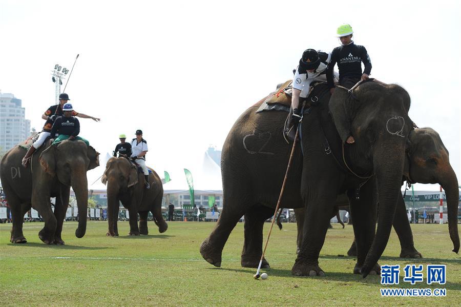 （体育）（2）泰国曼谷举办第15届“国王杯”大象马球赛