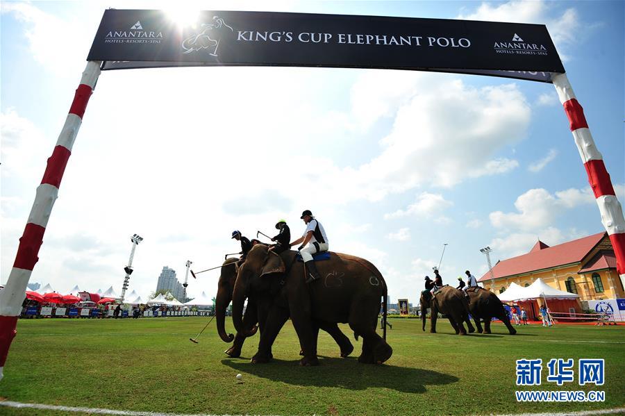 （体育）（4）泰国曼谷举办第15届“国王杯”大象马球赛