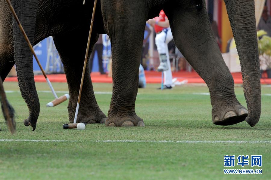 （体育）（5）泰国曼谷举办第15届“国王杯”大象马球赛
