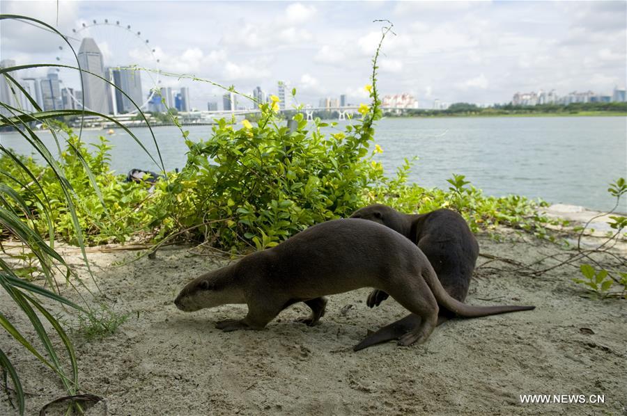 In Singapore, wild animals can still be found in the city centre or suburb in despite of its rapid economic development and urbanization since Singapore's independence in 1965.