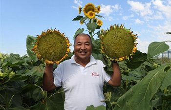 Sunflower seed products of Wuyuan County sold to overseas markets