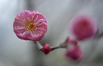 In pics: plum blossoms in central China's Hubei